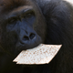 Image for article titled Passover Is The Most Constipated Holiday